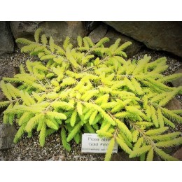 Ель обыкновенная Голд Финч