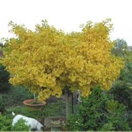 Гинкго двулопастный Бейжинг Голд