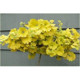 Гинкго двулопастный Бейжинг Голд