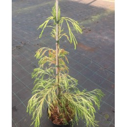 Кипарисовик Лавсона Караджа