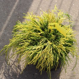 Кипарисовик горохоплодный Голден Моп