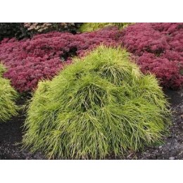 Кипарисовик горохоплодный Санголд