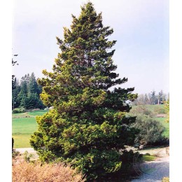 Кипарисовик горохоплодный Плюмоза