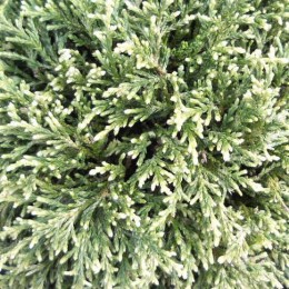 Кипарисовик горохоплодный Уайт Пигми