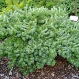 Лиственница Кемпфера Велен