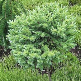 Лиственница Кемпфера Блю Болл