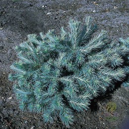 Лиственница Кемпфера Блю Болл