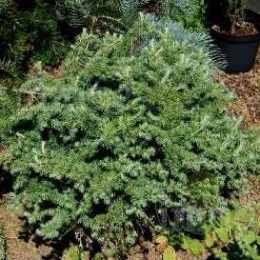 Лиственница Кемпфера Блю Болл