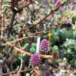 Лиственница Кемпфера Блю Рэббит