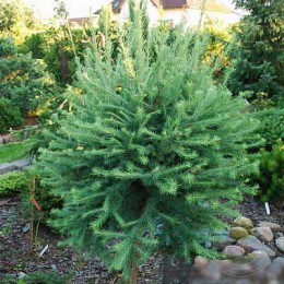 Лиственница Кемпфера Састерсил