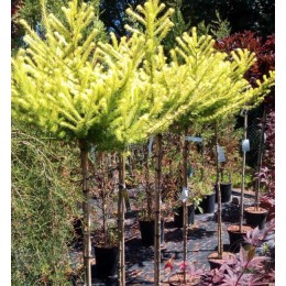 Лиственница Кемпфера Мэджик Голд