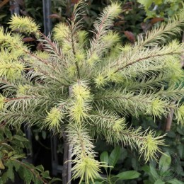 Лиственница Кемпфера Мэджик Голд