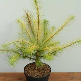 Лиственница Кемпфера Мэджик Голд