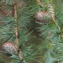 Лиственница Кемпфера Блю Рэббит Випинг