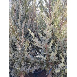 Можжевельник скальный Блю Хэвен