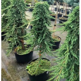 Можжевельник горизонтальный Панкейк