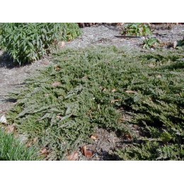 Можжевельник горизонтальный Принц Уэлльский