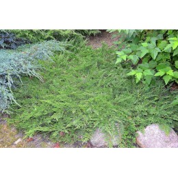 Можжевельник горизонтальный Принц Уэлльский