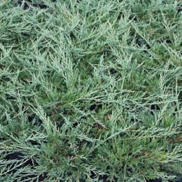 Можжевельник горизонтальный Юкон Бель