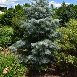Пихта одноцветная Блю Клоак