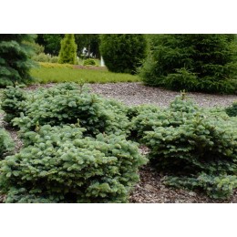 Пихта благородная Прокумбенс