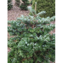 Пихта Вича Румбурк