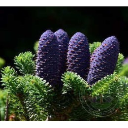 Пихта сибирская