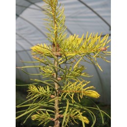 Пихта Нордмана Ауреа