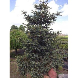 Пихта испанская Келлерис