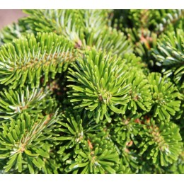 Пихта Нордмана Берлин Дахлем