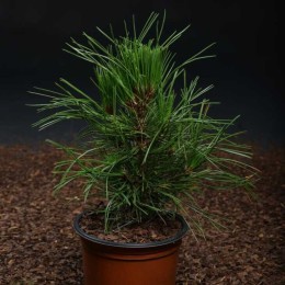 Сосна Гельдрейха / белокорая Аце