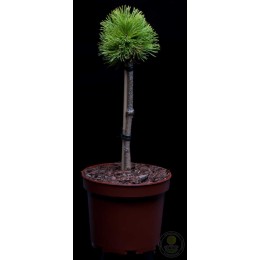 Сосна горная Рыси