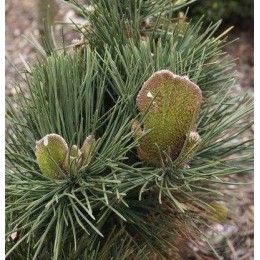 Сосна Тунберга Оги