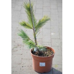 Сосна гибкая Глаука