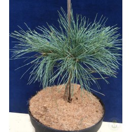 Сосна Веймутова Блю Петтикоатс