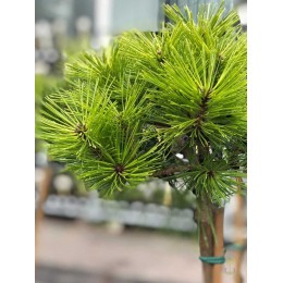 Сосна густоцветковая Жан Клаус