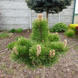 Сосна горная Якобсен