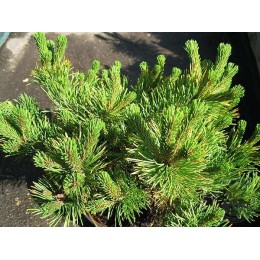 Сосна горная Литл Голдстар