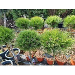 Сосна чёрная Мари Брежон