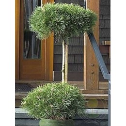 Сосна чёрная Брепо / Пиерик Брегеон