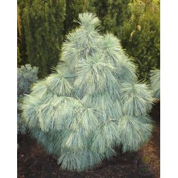 Сосна Шверина Витхорст