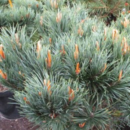 Сосна обыкновенная Ватерери