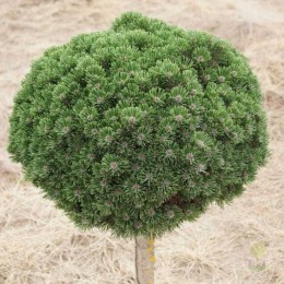 Сосна горная Шервуд Компакт