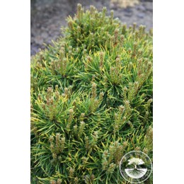 Сосна обыкновенная Скъяк II