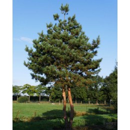 Сосна обыкновенная Норвежский Тип