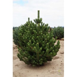 Сосна чёрная Орегон Грин