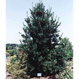 Сосна гибкая Вандервольф'с Пирамид