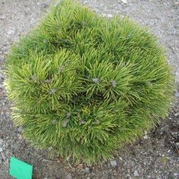 Сосна крючковатая Грюне Велле