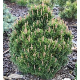 Сосна горная Лейко-лайк