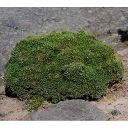 Сосна горная Мини Мини